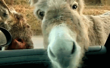 HAHAHAHAHAHA No. - Animal Comedy - Animal Comedy, funny animals, animal  gifs