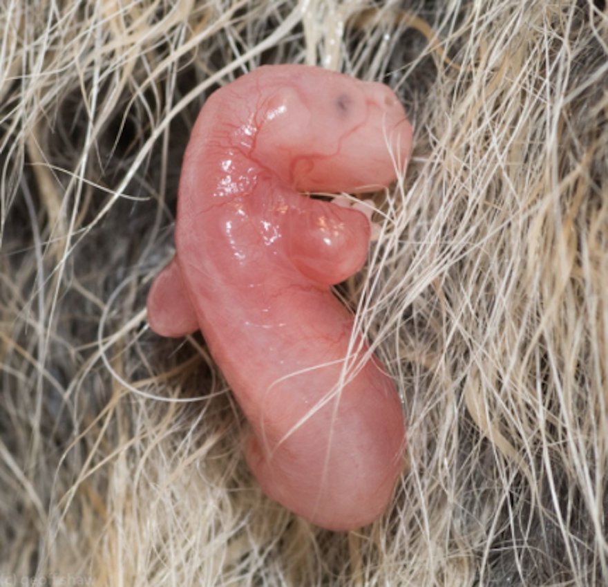 These Realistic Images Of Baby Animals In Their Mother's Womb Will Take  Your Breath Away
