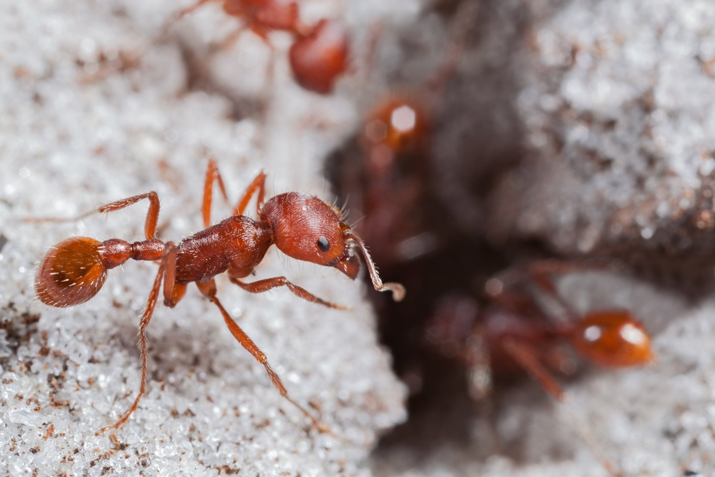 The ants. Муравьи Турции. Красные муравьи картина. Бенгальские муравьи размер. Harvest Ant.