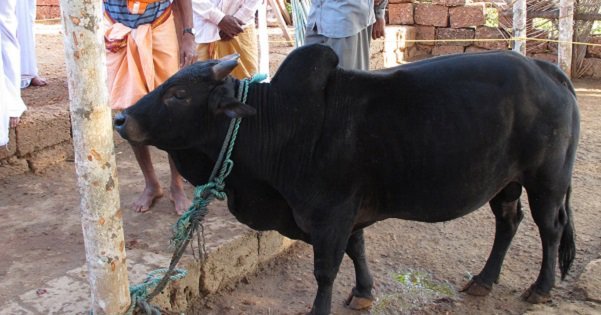 Meet Kerala’s Dwarf Cows. They Are Heat Tolerant, Disease Resistant And ...