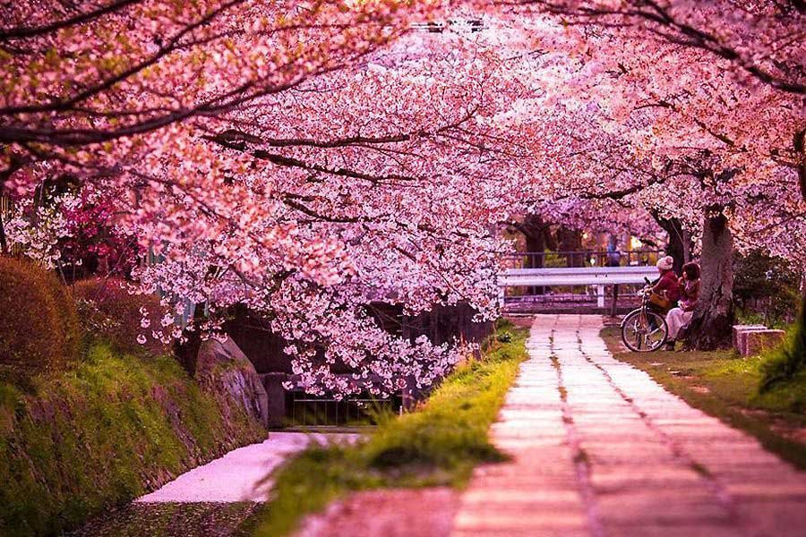15 Reasons Why Japan Should Be Your Next International Holiday ...