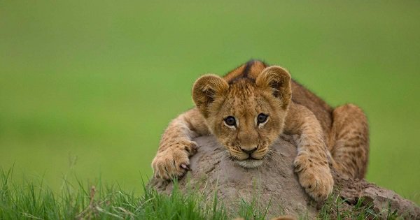 This little lion cub trying to roar for the first time is death by cuteness - scoopwhoop