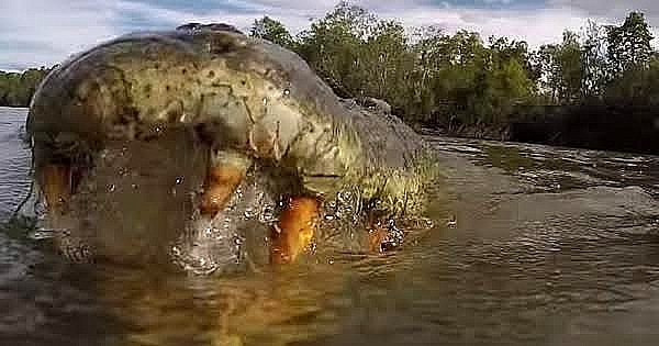 National Geographic Captures Crocodile Attack From Extreme Close 