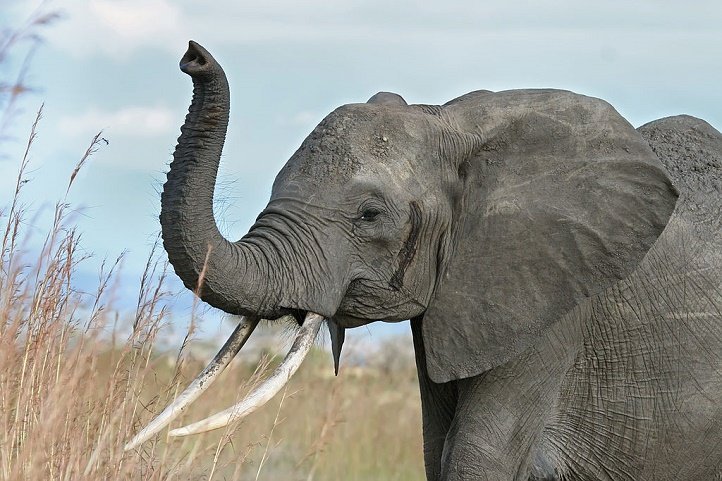 Africa's Biggest Elephant Shot Dead By German Hunter Because He Had  'Permit' To Do So - ScoopWhoop