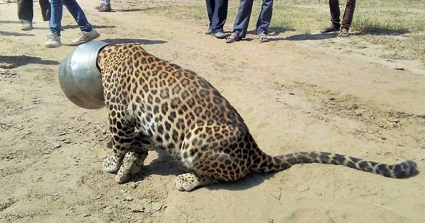 Poor Panther In Rajasthan Got Its Head Stuck In A Pot, Rescued By ...