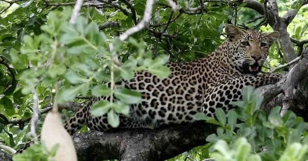 This Instagram Post Shows How Leopards In Mumbai Co-Exist With Humans ...