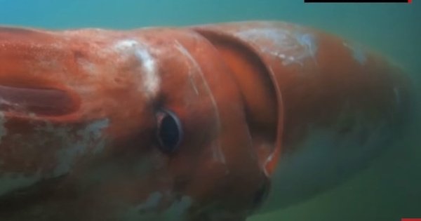 Watch: Rare Giant Squid Surfaces At A Harbour In Japan - ScoopWhoop