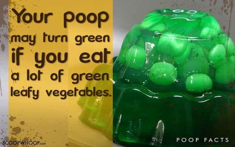 16 Interesting Things You Never Knew About Poop ScoopWhoop
