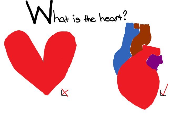 Ever Wondered Why The Hearts We Draw Look Nothing Like The Shape Of Real  Hearts? Here's Why - ScoopWhoop