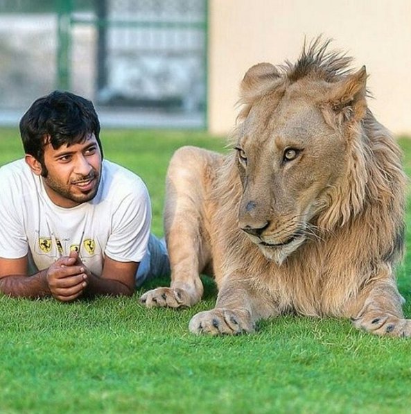 This Arab Man Uses His Instagram Account To Show Off His Exotic Pets And  Incredible Wealth