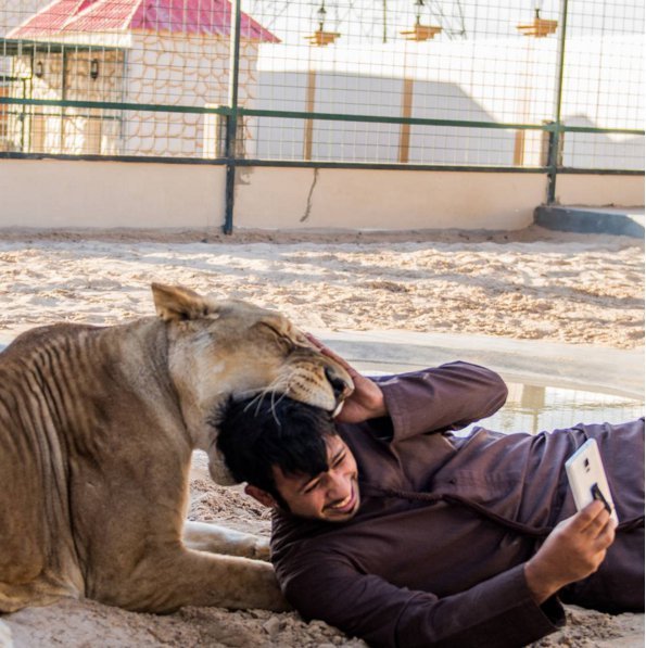 This Arab Man Uses His Instagram Account To Show Off His Exotic Pets And  Incredible Wealth