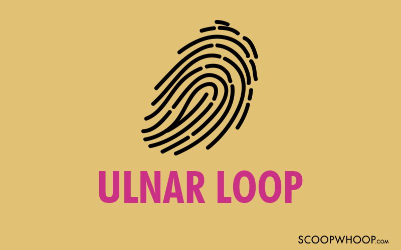 ulnar loop vs radial loop fingerprint