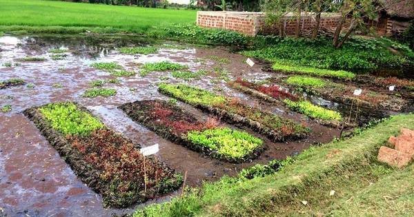 ’floating gardens’ have transformed a crisis into an opportunity for the landless poor in odisha - scoopwhoop