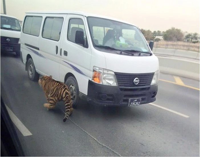 This Viral Video Of A Tiger On The Loose On The Streets Of Doha Will ...