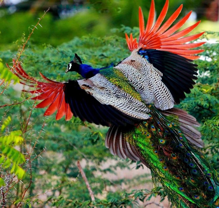 These Incredible Photos Of The Majestic Peacock In Full Flight Are ...