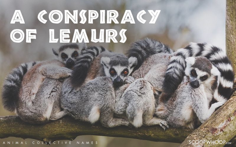 25 Of The Coolest Animal Group Names That Are Weird & Funny At The Same Time