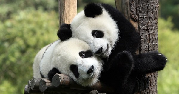 Pandas Would Rather Eat Than Have Sex. So Scientists Made Them Watch ...