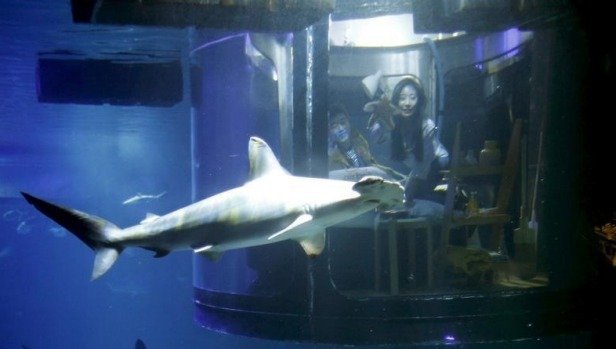 Watch: Spend a Romantic Night in Paris, With 35 Sharks