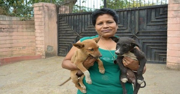 This Delhi Lady Feeding 800 Stray Dogs Daily Shows What Compassion Towards Animals Is All About This Delhi Lady Feeding 800 Stray Dogs Daily Shows What Compassion Towards Animals Is All About