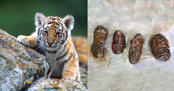 frozen tiger cubs