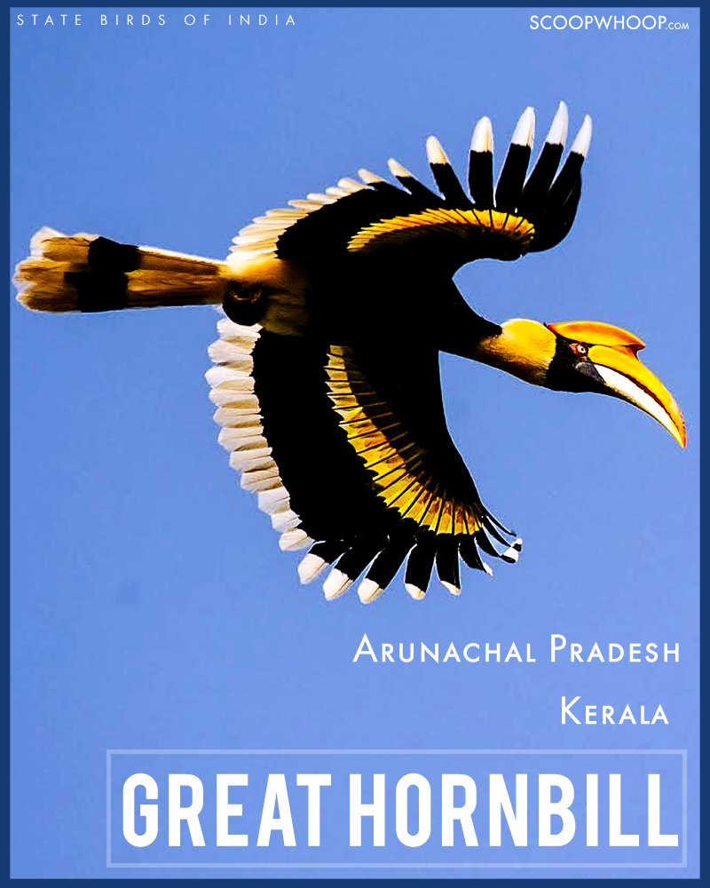 A List of Indian State Birds