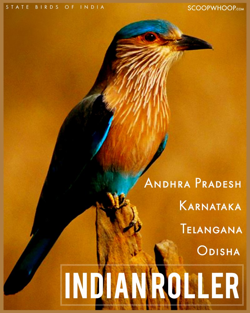 A List of Indian State Birds