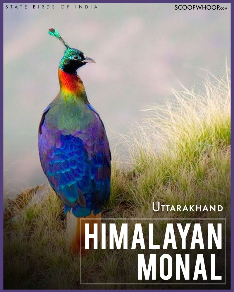 a-list-of-indian-state-birds