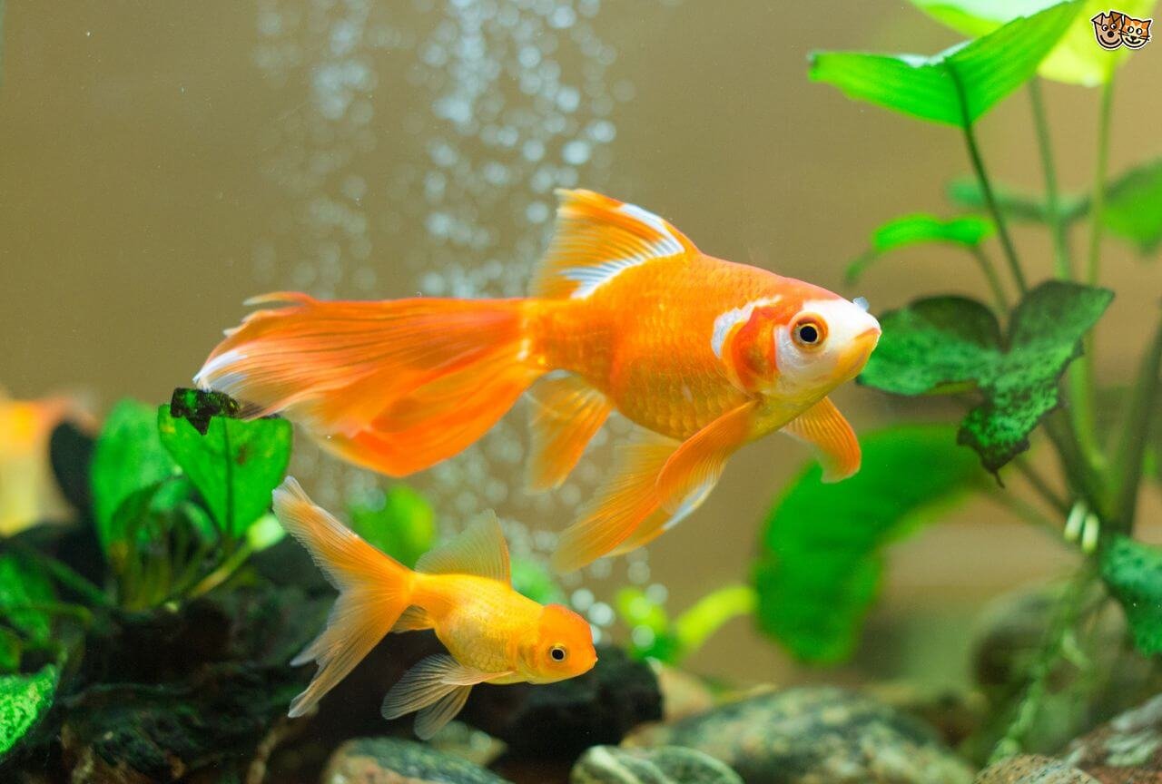 Do fish have good memories or are they forgetful?