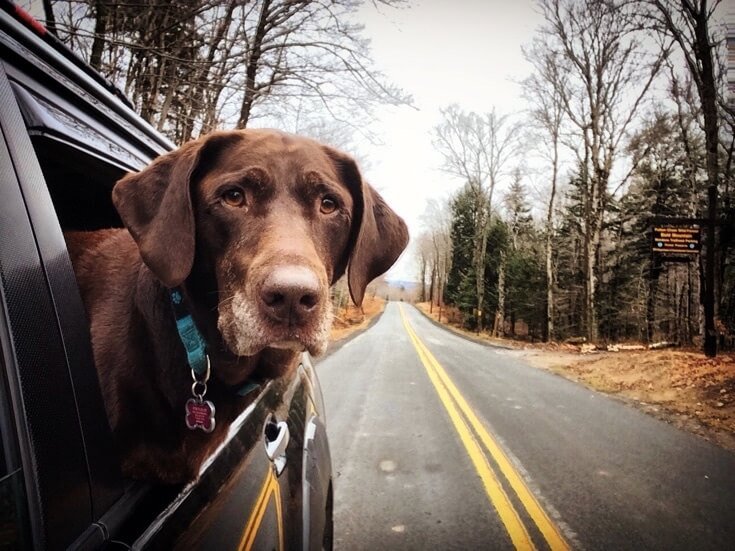 This Dog Is Dying Of Cancer So Her Owner Is Taking Her On A Farewell ...