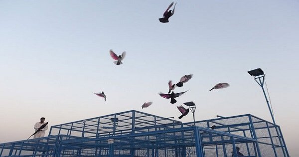 Whiskey, massages & steroids. Here’s the incredible story of racing pigeons in pakistan - scoopwhoop