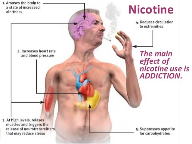 nicotine effects on the body