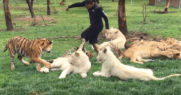 Here’s How This Tiger Saved Eduardo Serio From A Leopard That Was About ...