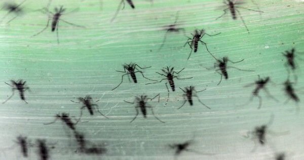 India Confirms 13 of Its Nationals Have Tested Positive For Zika In ...