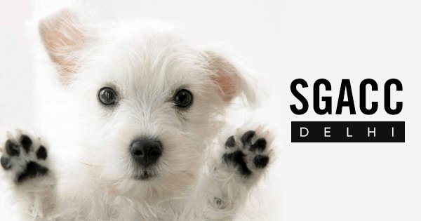 10 Animal Shelters In India | 10 Animal Rescue In India