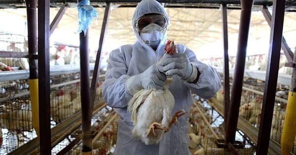 Is Delhi Reeling Under Bird Flu Panic? Here’s What You Need To Know ...