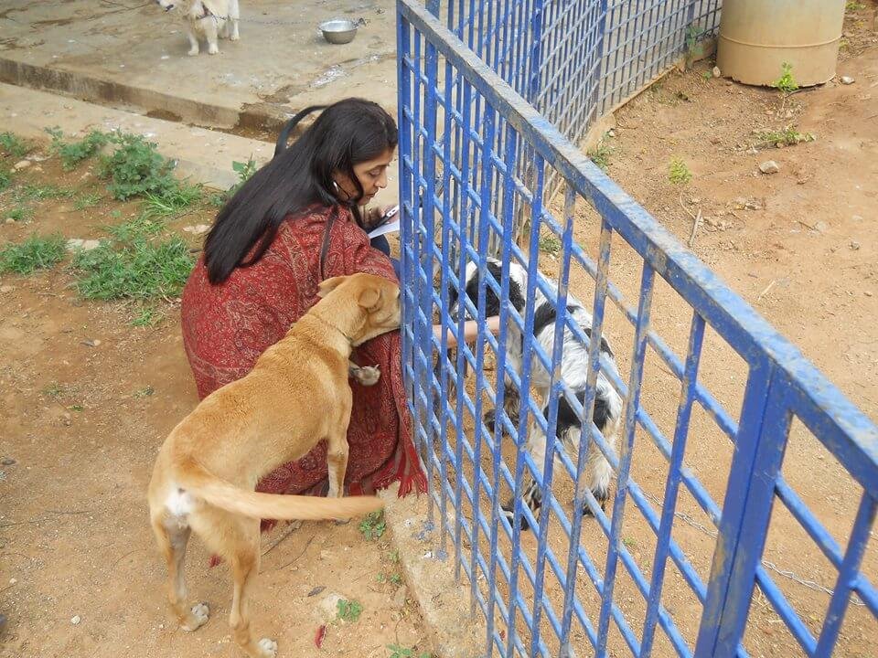 10 Animal Shelters In India | 10 Animal Rescue In India