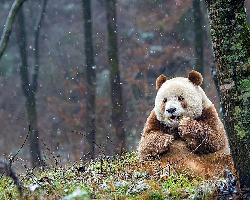 Meet Qizai, The World’s Only Brown Panda Alive, Who Was Abandoned By