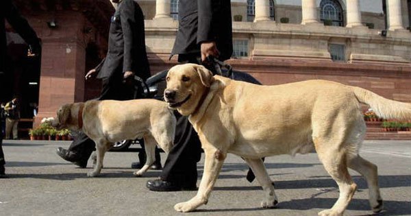 Border police rewards 2 service animals with lifetime supply of chocolate & bones - scoopwhoop