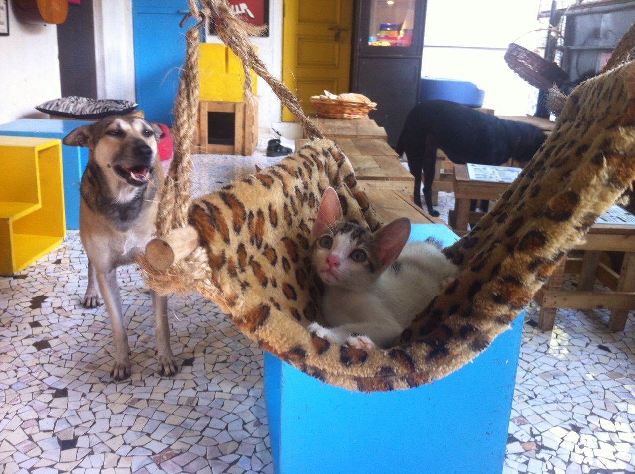 From Grabbing A Bite To Chilling With Kitties, This Cat Cafe In Mumbai