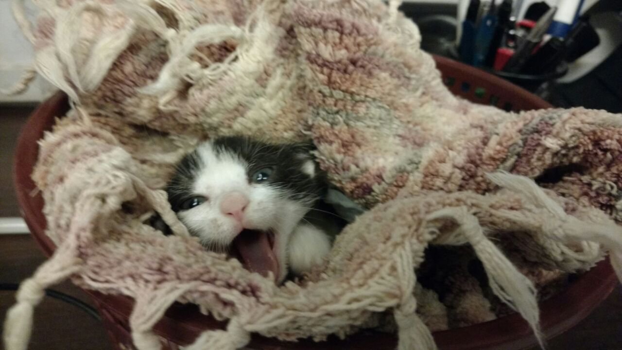 From Grabbing A Bite To Chilling With Kitties, This Cat Cafe In Mumbai