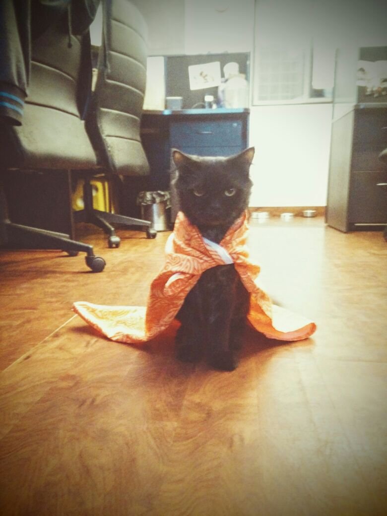 From Grabbing A Bite To Chilling With Kitties, This Cat Cafe In Mumbai