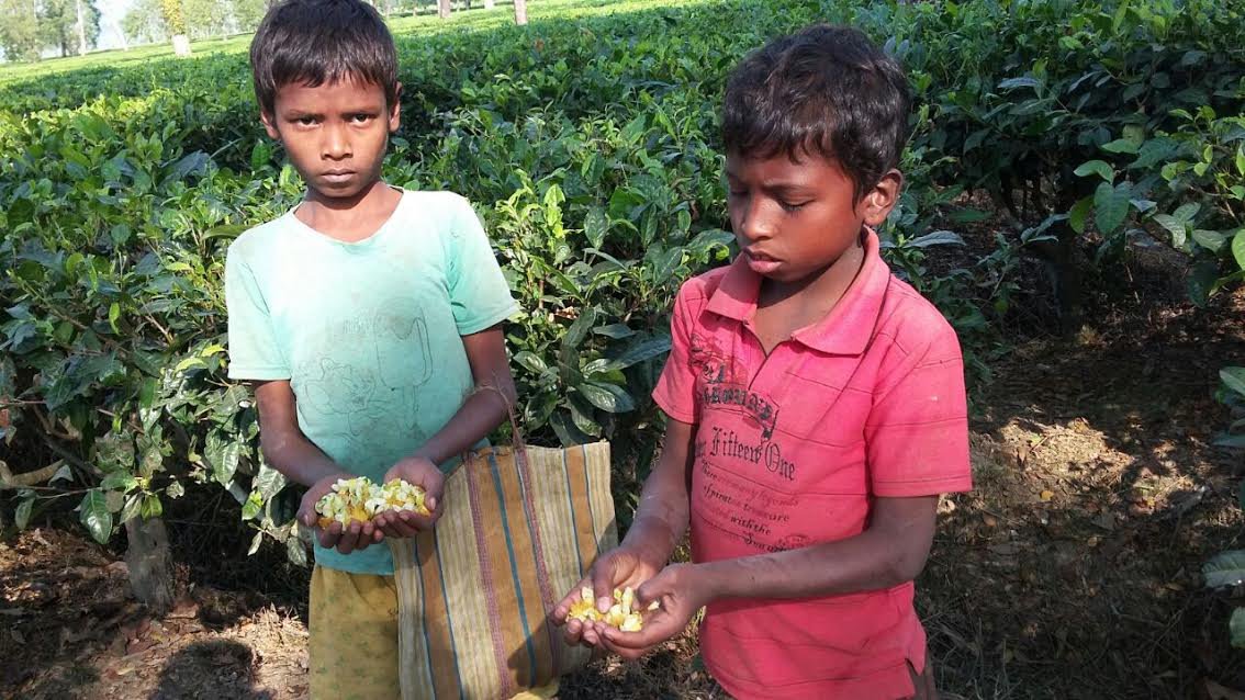 Does Our ‘Chaiwallah’ PM Care That The Note Ban Has Hit Tea Garden Workers The Worst? ScoopWhoop