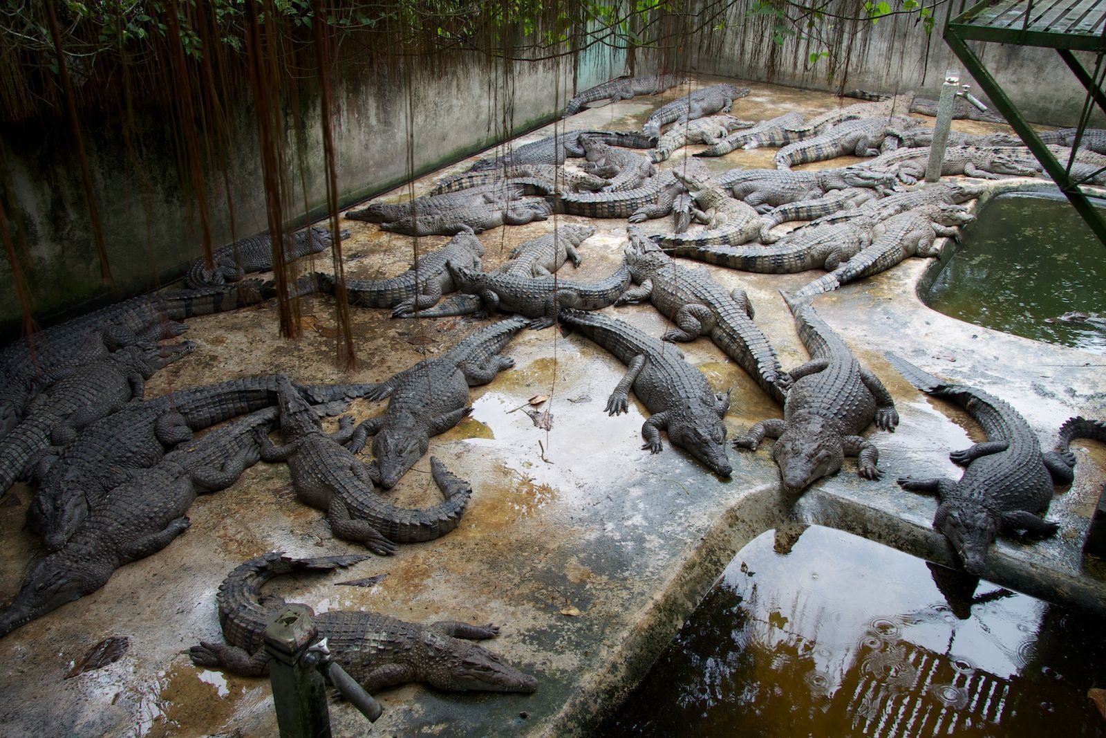 Louis Vuitton buying Philippine croc skins