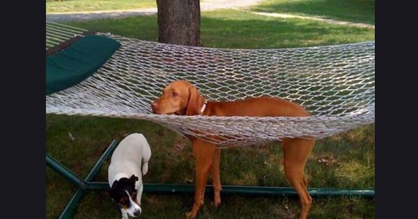 28 Of The Most Adorable Dog Fails That Will Either Make You Laugh Out ...