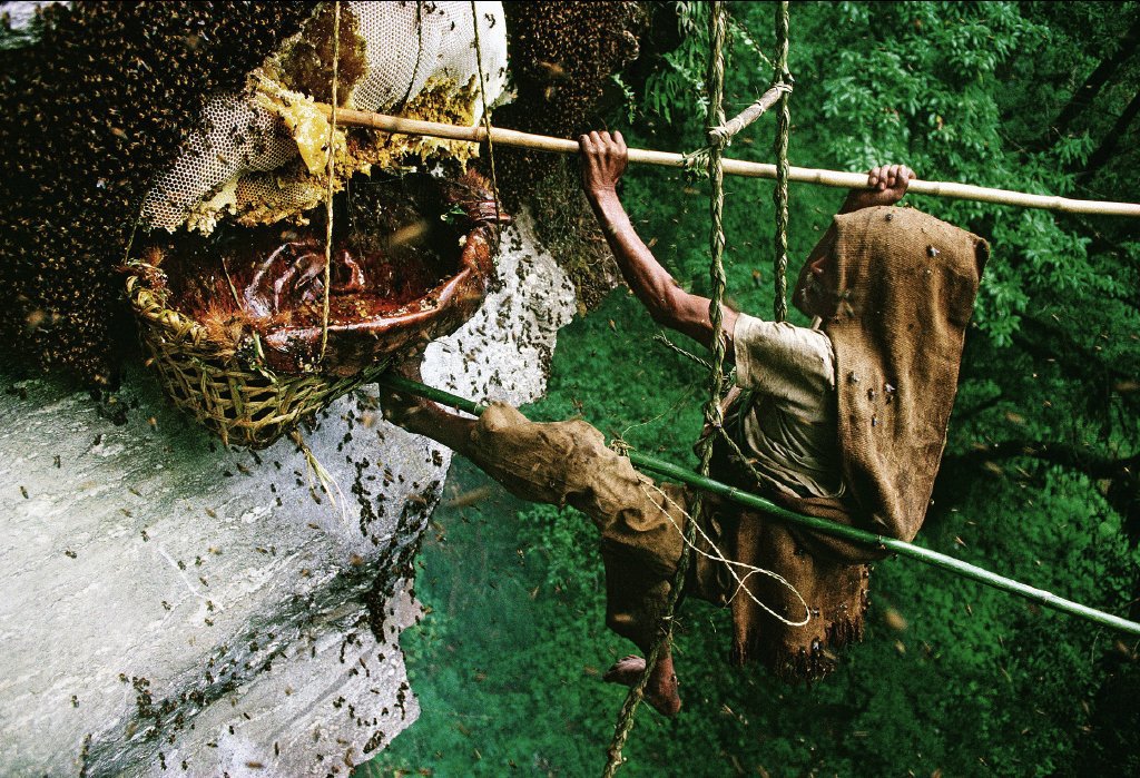 The Mysterious Mad Honey Of Nepal: From A Weapon Of War To A Psychedelic  Drug - ScoopWhoop