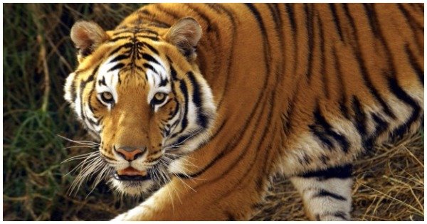 5 Arrested After Tigress Dies Following Electrocution By Wired Fence In ...