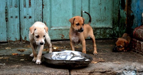 A Security Guard In Hyderabad Knowingly Set Two Puppies On Fire. What ...