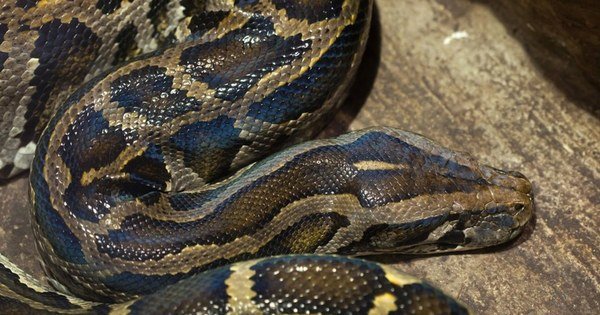 Two Indian Snake Hunters Have Been Hired To Catch Pythons In Florida