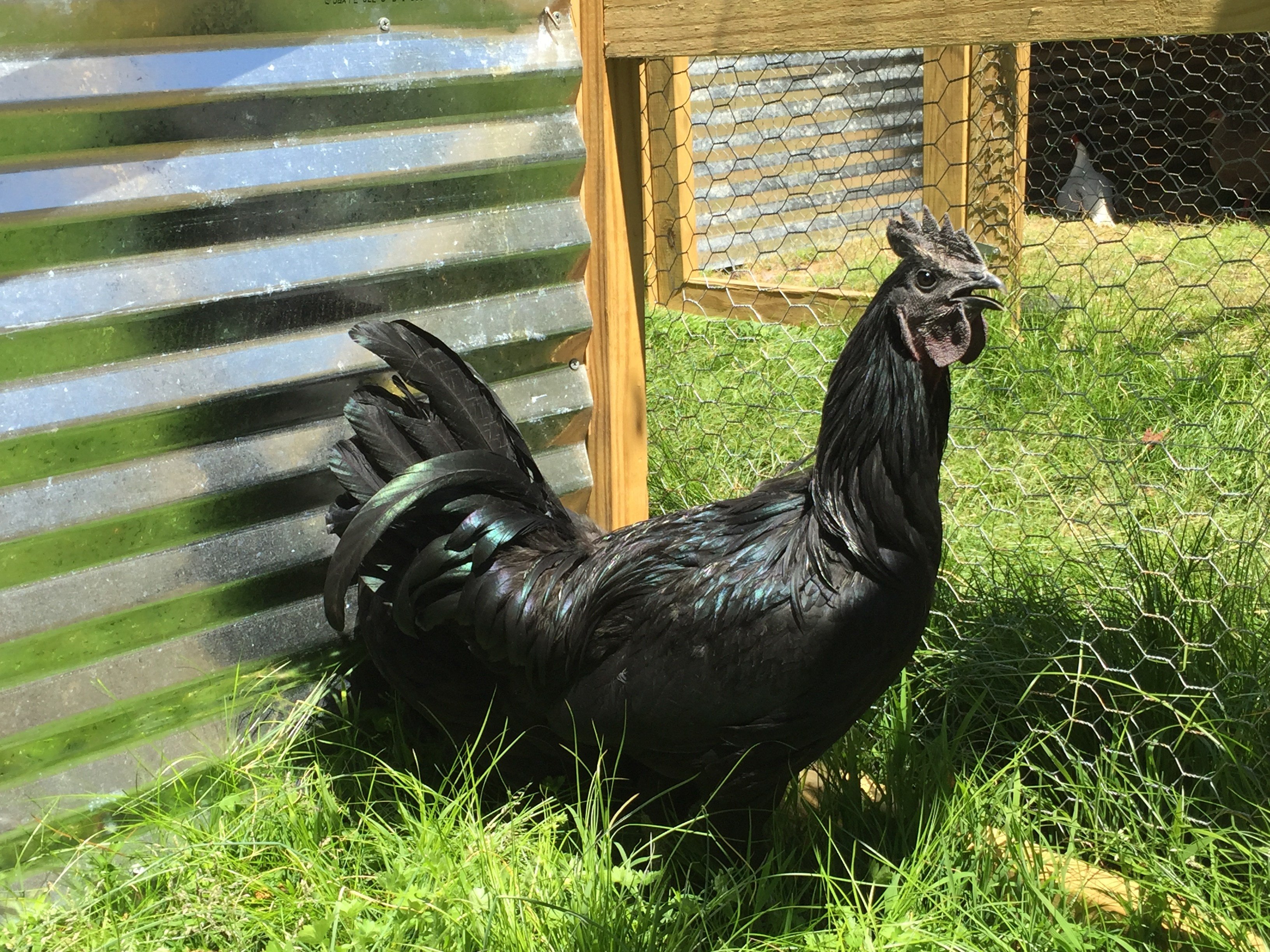 Hoover's Hatchery Dark Brahma Chicken - CountryMax