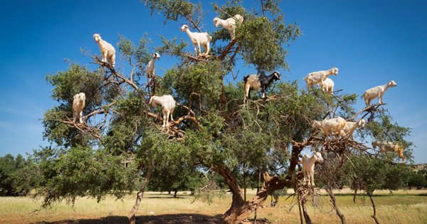 Meet the moroccan goats who climb trees, feast on fruit & shit out  poop that’s really sought after - scoopwhoop